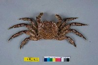 藏品(臺灣扁絨螯蟹)的圖片